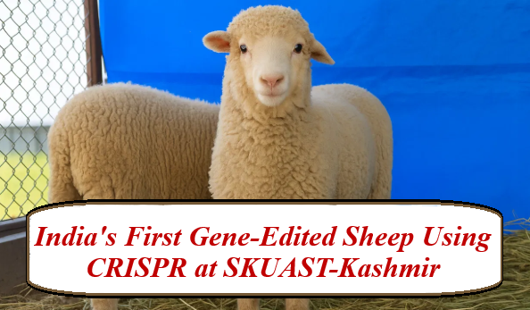 India’s first gene-edited sheep using CRISPR developed at SKUAST-Kashmir – biotechnology milestone