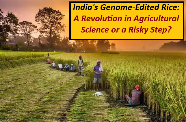 CRISPR-edited rice crops in India developed by ICAR to combat climate stress