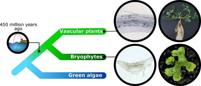 "Illustration of early Earth showing fungi and plants forming the first ecosystems through gene transfer"
