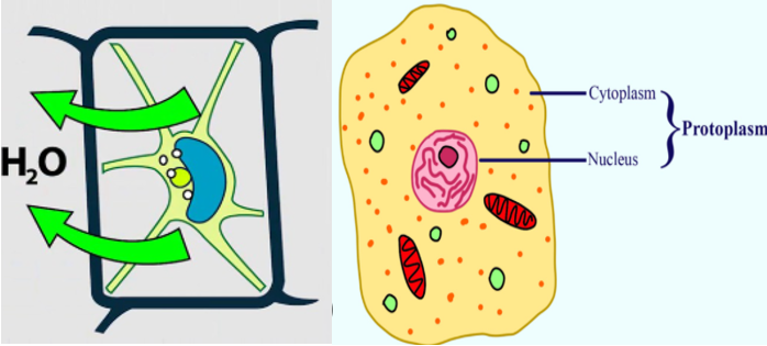 Illustration of Plasmolysis and Protoplasm in a Plant Cell – Key Concepts in Cell Biology for UPSC Preparation